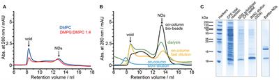 Reconstitution and NMR Characterization of the Ion-Channel Accessory Subunit Barttin in Detergents and Lipid-Bilayer Nanodiscs